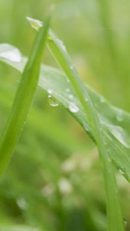 Vertical-Video-Close-Up-Of-Rain-Droplets-On-Grass-And-Plant-Leaves